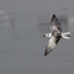 Guifette leucoptère - Arménie Marais Armash août 2013