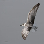 Guifette leucoptère - Arménie Marais Armash août 2013