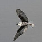 Guifette leucoptère - Arménie Marais Armash août 2013