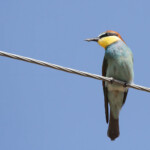 Guêpier d'Europe (Arménie - 2013)