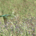 Guêpier de Perse (Arménie, marais d'Armash, août 2013)