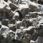 Nids d'Hirondelle de fenêtre