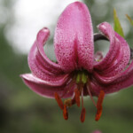 Lys martagon, Vallée des Merveilles