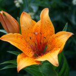 Lys orangé, Vallée des Merveilles