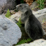 Marmotte des Alpes