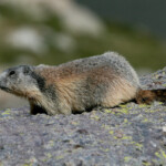 Marmotte des Alpes