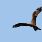 Milan noir - Roubaud