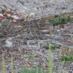 Moineau pâle et Bruant à cou gris