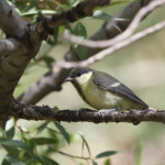 mésange charbonnière