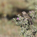 Pipit des arbres