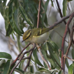 Pouillot de Pallas (Camargue, 1er novembre 2013)