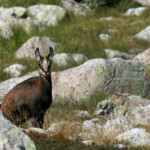 Jeune chamois près du lac Basto en septembre, Vallée des Merveilles
