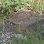 Roselin githagine (Arménie)