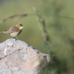 Rousserolle verderolle (Arménie)