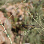 Serin à front rouge - Noravank Arménie août 2013