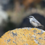 Sittelle de Neumayer