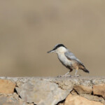 Sittelle des rochers