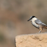 Sittelle des rochers
