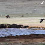 Tadorne casarca (Arménie Lac sevan - août 2013)
