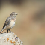 Traquet oreillard Oenanthe hispanica melanoleuca (Arménie)