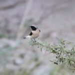 Traquet oreillard Oenanthe hispanica melanoleuca (Arménie)