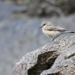 Traquet oreillard Oenanthe hispanica melanoleuca (Arménie)
