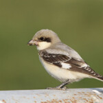 Pie-grièche à poitrine rose (Arménie)
