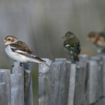 Bruant des neiges (Hyères, 83)