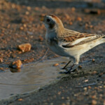 Bruant des neiges (Hyères, 83)