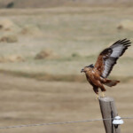 Buse féroce - Arménie août 2013