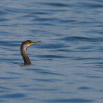 Cormoran huppé de Méditerranée