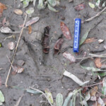 Empreinte de ragondin