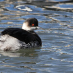 Grèbe à cou noir
