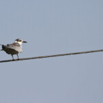 Guifette leucoptère