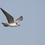 Guifette leucoptère