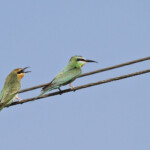 Guêpier de Perse, adulte et jeune (Arménie, marais d'Armash, août 2013)