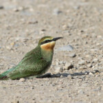 Guêpier de Perse jeune (Arménie, marais d'Armash, août 2013)