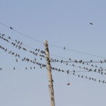 Hirondelles rustiques