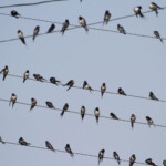 Hirondelles rustiques, Arménie