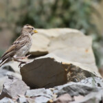 Moineau soulcie, Passe de Sélim