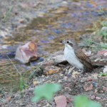 Pie-grièche écorcheur