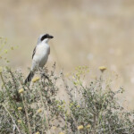 Pie-grièche à poitrine rose (Arménie)