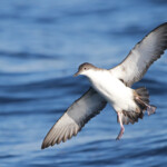 Puffin yelkouan