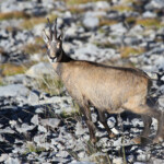 Chamois