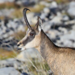 Chamois