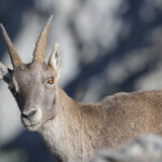 Bouquetin des Alpes femelle (Allos - septembre 2013)