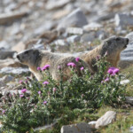 Marmotte des Alpes