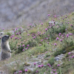 Marmotte des Alpes