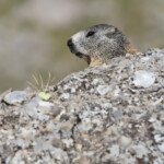 Marmotte des Alpes