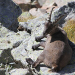 Bouquetin des Alpes mâle (Allos - septembre 2013)